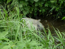 mmP1000796.jpg