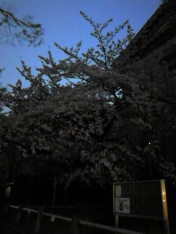 夜桜カルテット