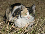 three_colored_cat