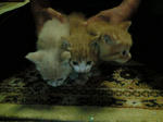 3兄弟