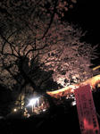 夜桜