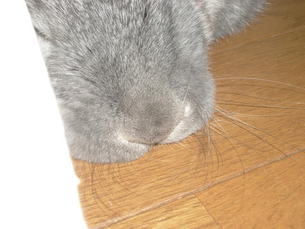 ぶっちゃり
