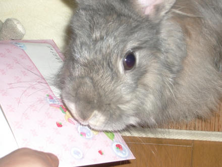 バニーちゃんでちゅ