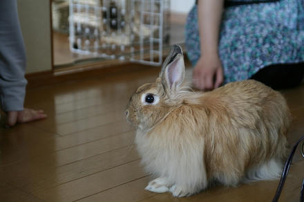 かわいいお客様