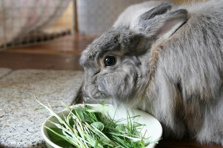 生牧草でちゅ！