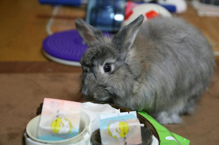 チュテキでちゅ！