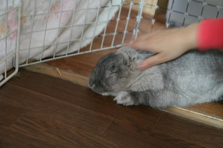 ナデコも