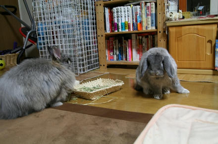 ゴンゾウって