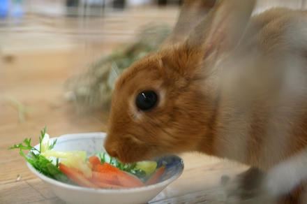 食べてます
