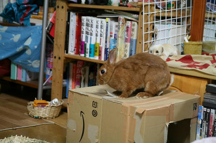 たのしいですの