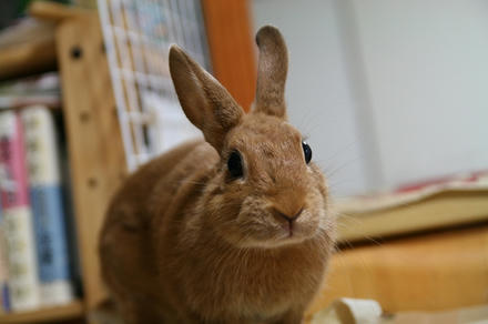 ありがとうですわ！