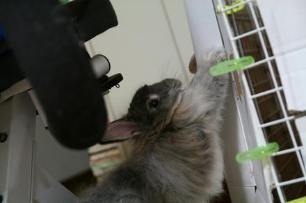 みつかったら