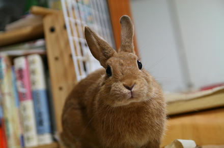 ありがとうでちゅ