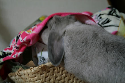 探すで