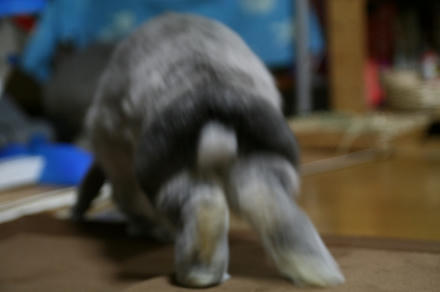 走るで！
