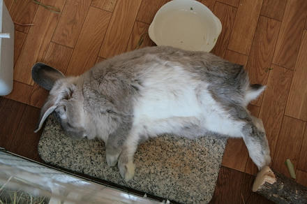 ねとこ