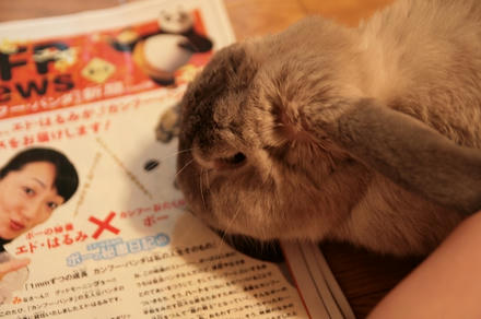 カンフーパンダか