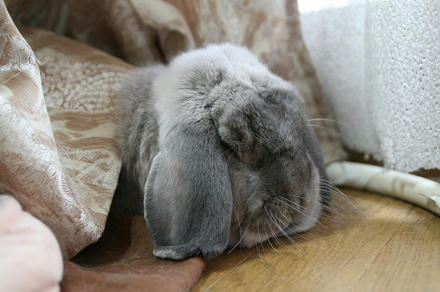 愛がないで！