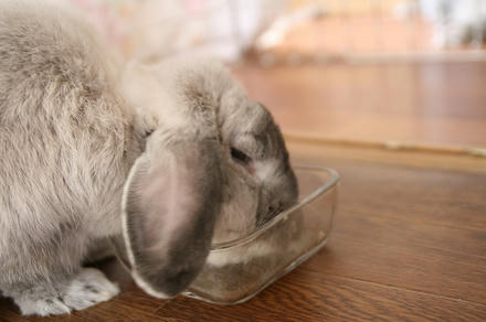 もぐもぐ
