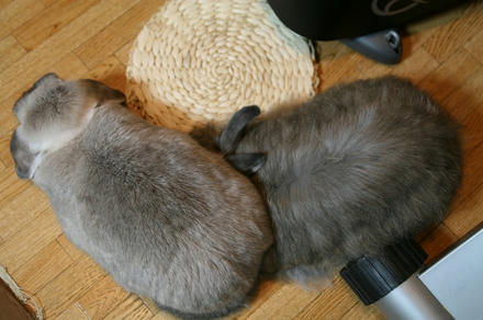 権ちゃんがぁ！