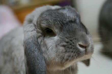 ありがとうやでぇ！