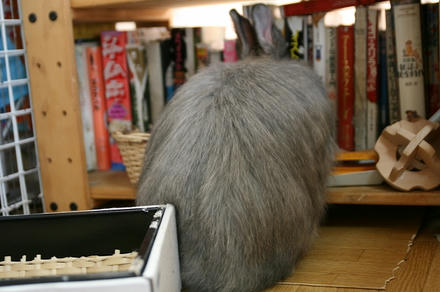 こっちにも