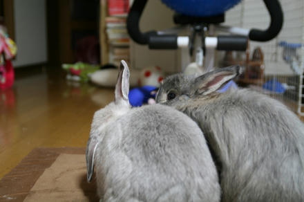 イブでちゅね