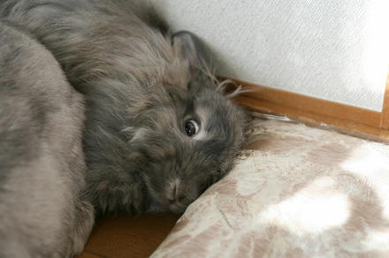 くうくう