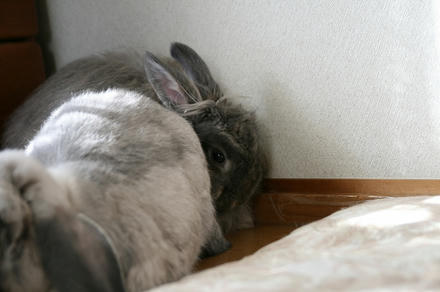 うれちいでちゅ