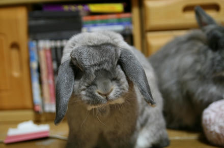 姐さん