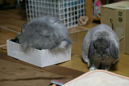 食べられへんねん