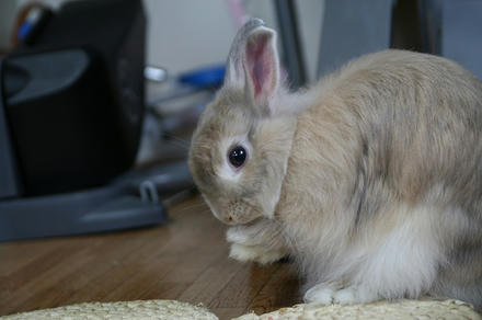 くつろいでまちゅ