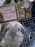 琴ちゃん牧草