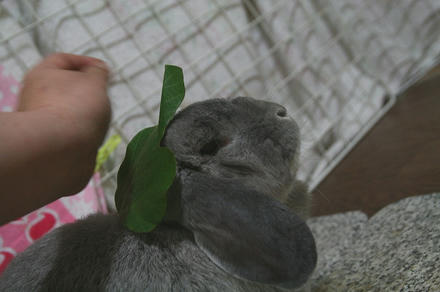 かっぱ