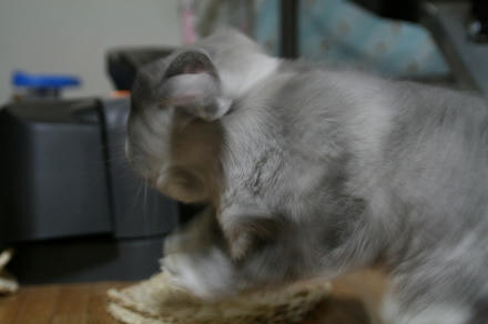 きゃっほ～