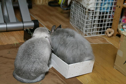 アタマくっつけて