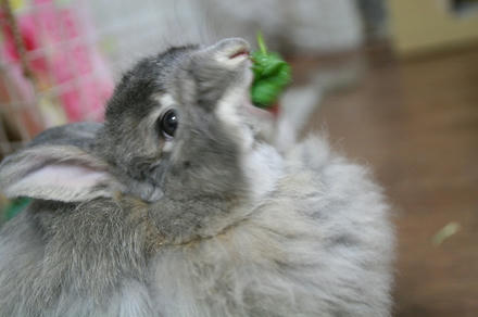 あむあむあむ