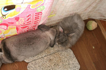 ほっとこ