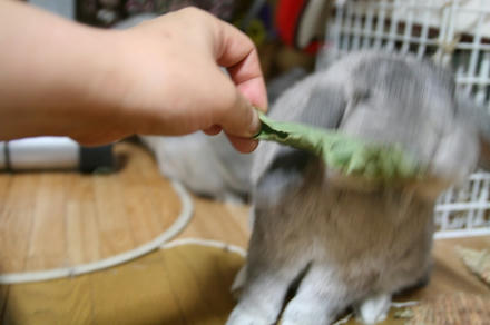よこせ！