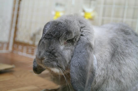 カマやのに