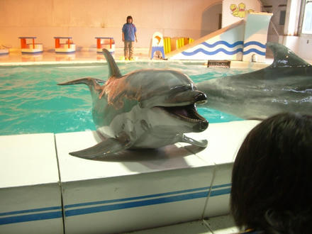 いるか