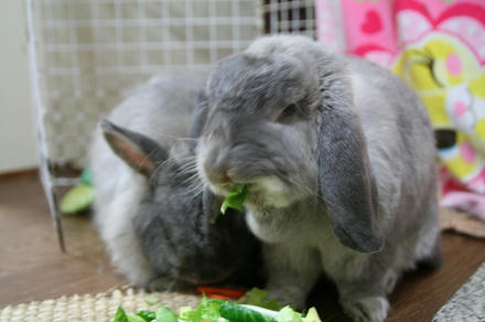 うまいで