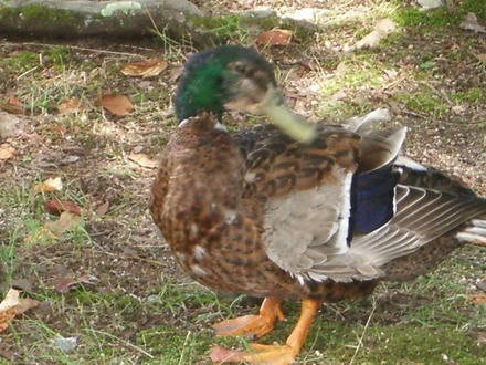 丸山公園2