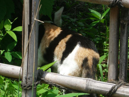 丸山公園１