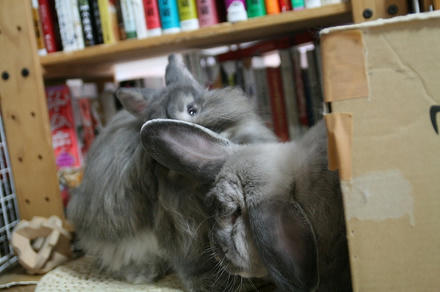 お耳も