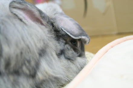 ど～んってちまちゅ