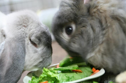 ご飯は