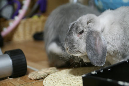 にゃは