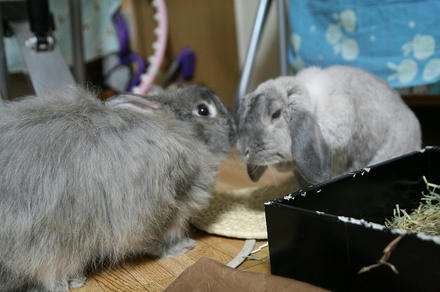 こっちむいてくだちゃい