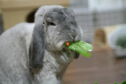 生の食べるもん